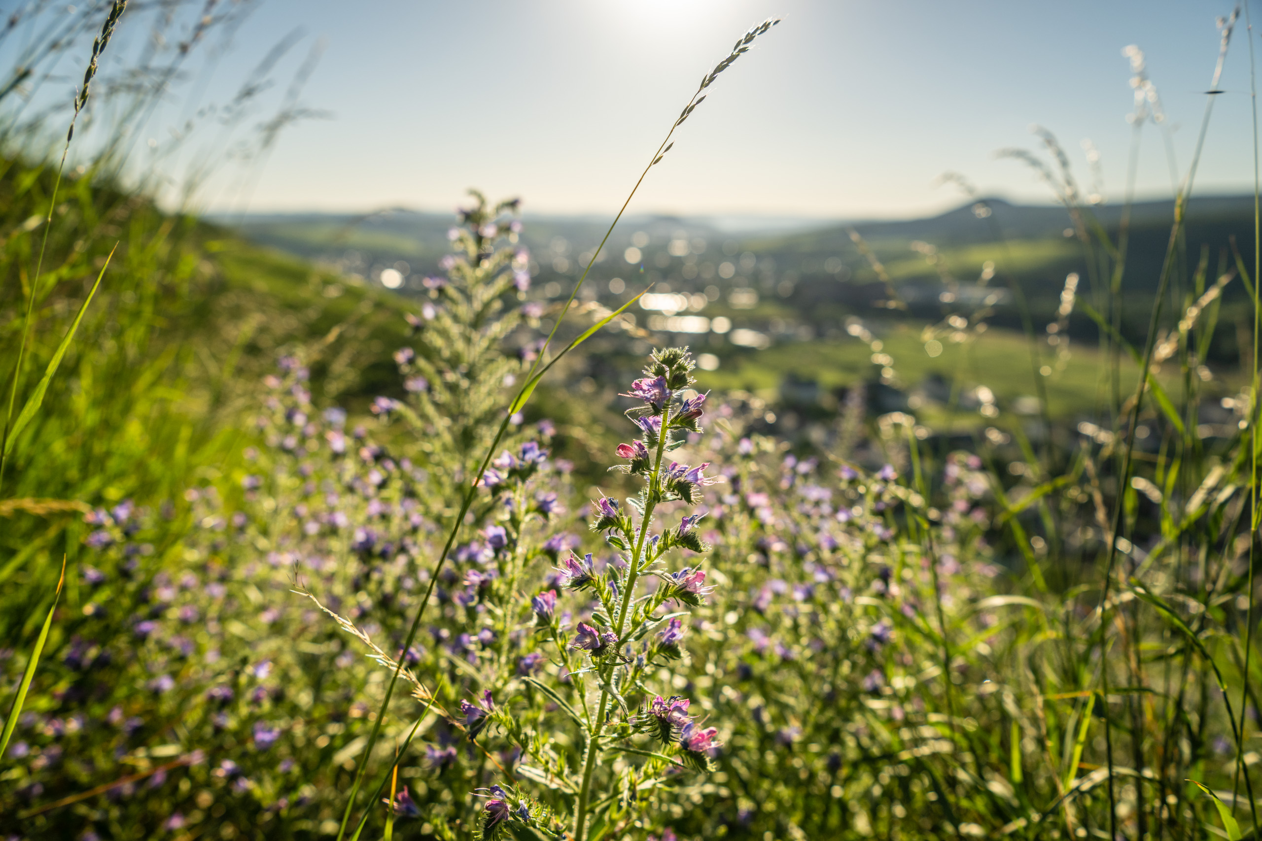 Weinberge über Ahrweiler
