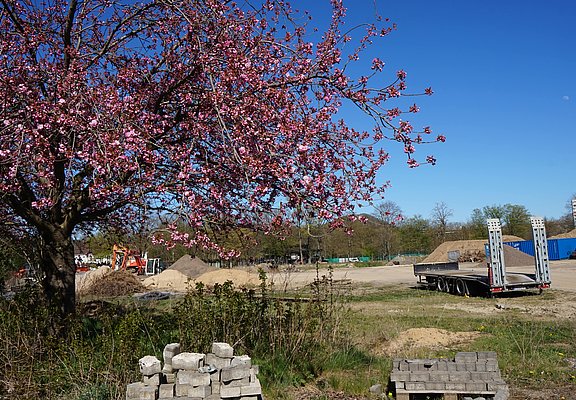 Der Standort des alten TWINs mit blühendem Kirschbaum und Baugeräten in Bad Neuenahr-Ahrweiler unter blauem Himmel.
